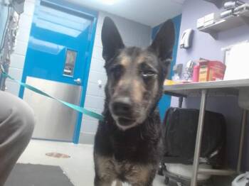 German Shepherd Dog and Mixed Breed Dogs Available for Adoption - LUKE | PetCurious