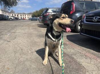 German Shepherd Dog Dogs Available for Adoption - TROY | PetCurious