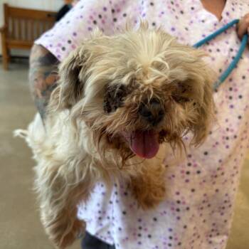 YORK-Stray-16087 -  Shih Tzu Dog for Adoption in York, Pennsylvania - YORK-Stray-16087 | PetCurious