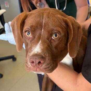 Anne -  Boxer and Mixed Breed Dog for Adoption in Nashville, Tennessee - Anne | PetCurious