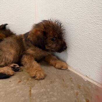 Corky -  Terrier and Mixed Breed Dog for Adoption in Yuma, Arizona - Corky | PetCurious