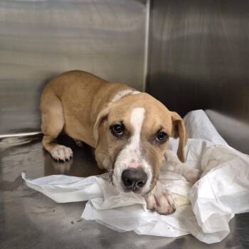 Terrier and Mixed Breed Dogs Available for Adoption in Bastrop, Texas - Acorn 26-05-150 | PetCurious