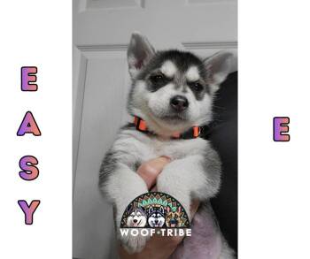  -  Siberian Husky Dog Available for Adoption in Missoula, Montana | PetCurious