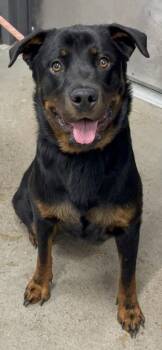 Olivia -  Rottweiler Dog for Adoption in Cleveland, Ohio - Olivia | PetCurious