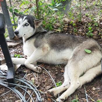 Husky Dogs Available for Adoption in San Antonio, Texas - KRYPTON | PetCurious