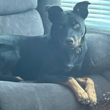 Rottweiler and Australian Cattle Dog Blue Heeler Dogs Available for Adoption in Idaho Falls, Idaho - Midnight | PetCurious