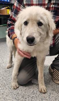 Honey -  Terrier and Great Pyrenees Dog for Adoption in Athens, Tennessee - Honey | PetCurious