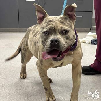 American Bulldog and Terrier Dogs Available for Adoption - Splatter | PetCurious