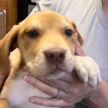 Louise -  Labrador Retriever and Mixed Breed Dog for Adoption in Gainesville, Georgia - Louise | PetCurious