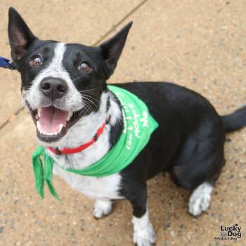 Juliet -  Australian Cattle Dog Blue Heeler Dog for Adoption in Washington, District Of Columbia - Juliet | PetCurious