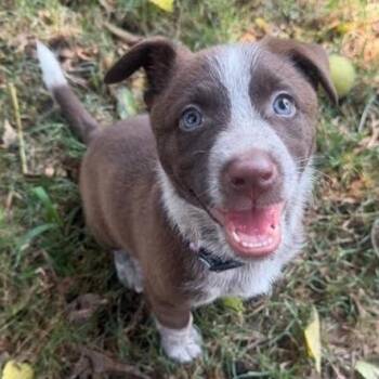 Reva -  Australian Shepherd and Labrador Retriever Dog for Adoption in Springfield, Missouri - Reva | PetCurious