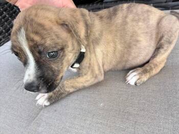 Hux - Hattie -  American Bulldog Dog for Adoption in Lakeland, Florida - Hux - Hattie | PetCurious