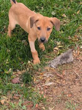 Benzo #1 -  Labrador Retriever Dog for Adoption in Denver, Colorado - Benzo #1 | PetCurious