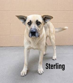 Shepherd Dogs Available for Adoption in Clearfield, Kentucky - Sterling | PetCurious
