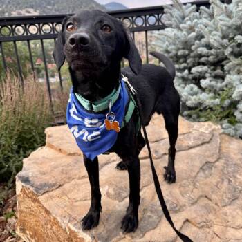 Chipper -  Mixed Breed Dog for Adoption in Glenwood Springs, Colorado - Chipper | PetCurious