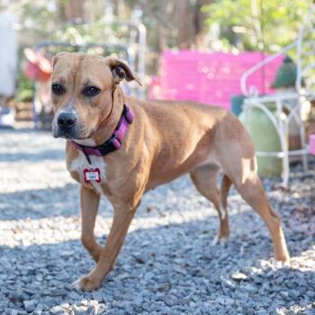 Labrador Retriever Dogs Available for Adoption - Tippy | PetCurious