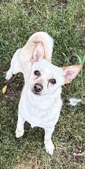 Chihuahua and Mixed Breed Dogs Available for Adoption in Wilkesboro, North Carolina - Taco | PetCurious