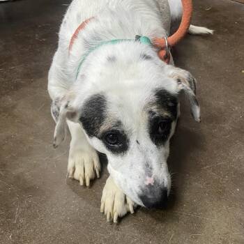 Harley -  Hound and Mixed Breed Dog for Adoption in Springfield, Missouri - Harley | PetCurious