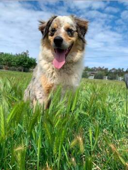 Stella -  Australian Shepherd Dog for Adoption in Coarsegold, California - Stella | PetCurious