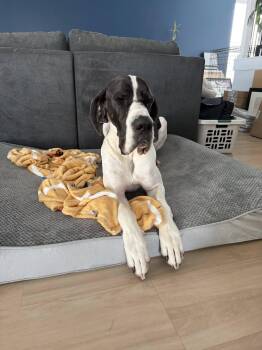 Great Dane Dogs Available for Adoption in Greenville, South Carolina - Nebula | PetCurious