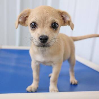 Vanilla Cold Brew -  Chihuahua Dog for Adoption in Bradenton, Florida - Vanilla Cold Brew | PetCurious