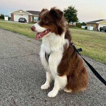 Australian Shepherd Dogs Available for Adoption in Alexandria, Virginia - Miley | PetCurious
