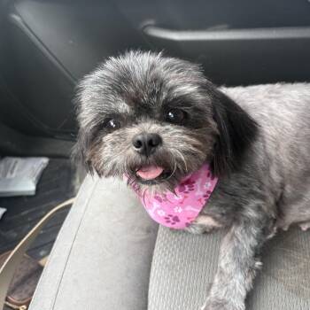 Kiki -  Shih Tzu Dog for Adoption in Mcallen, Texas - Kiki | PetCurious