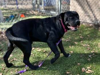 American Bulldog and Mixed Breed Dogs Available for Adoption - Axle | PetCurious