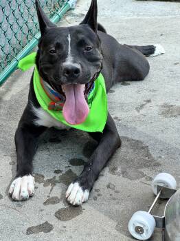 Rescue Pit Bull Terrier Dogs for Adoption in Roswell, Georgia - Titan | PetCurious