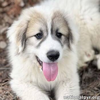 Great Pyrenees Dogs Available for Adoption in Beacon, New York - Creeper In OH - Happy, Confident & Curious! | PetCurious
