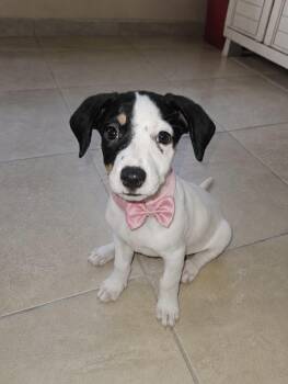 Dixie Delight -  Jack Russell Terrier Dog for Adoption in Andover, Massachusetts - Dixie Delight | PetCurious