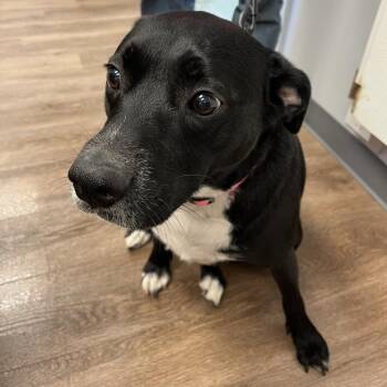Mina -  Black Labrador Retriever and Mixed Breed Dog for Adoption in Morganfield, Kentucky - Mina | PetCurious