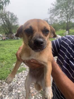 Chihuahua and Terrier Dogs Available for Adoption in Austin, Texas - Lila | PetCurious