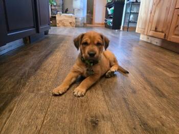 Squishy -  Mixed Breed Dog for Adoption in Fort Collins, Colorado - Squishy | PetCurious