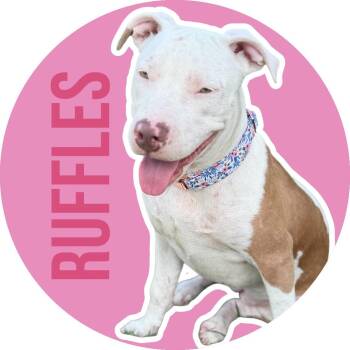 Ruffles -  Pit Bull Terrier Dog for Adoption in Fort Worth, Texas - Ruffles | PetCurious
