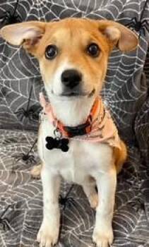 Rescue Mixed Breed and Shepherd Dogs for Adoption in Edgecliff Village, Texas - ROWENA | PetCurious