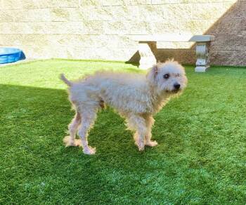 Rescue Miniature Poodle Dogs for Adoption in San Marcos, California - URGENT! SAVE ME PLEASE! Wendall #A546773 | PetCurious