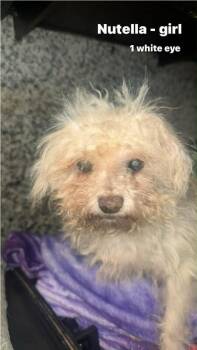 Bolognese and Poodle Dogs Available for Adoption - Nutella | PetCurious