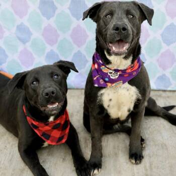 Labrador Retriever Dogs Available for Adoption in Gulfport, Mississippi - Parker & Josie | PetCurious