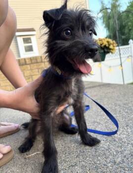 Harvey -  Terrier Dog for Adoption in Philadelphia, Pennsylvania - Harvey | PetCurious