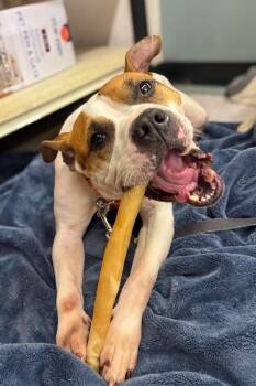 Bleep -  Mixed Breed Dog for Adoption in Cincinnati, Ohio - Bleep | PetCurious