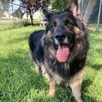 Barbie -  German Shepherd Dog Dog for Adoption in Mishawaka, Indiana - Barbie | PetCurious