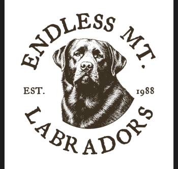 Cider -  Labrador Retriever Dog for Sale in Columbia Cross Roads, Pennsylvania - Cider | PetCurious