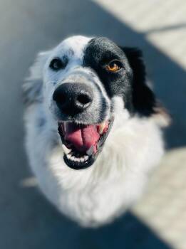 Border Collie Dogs Available for Adoption - Spots Or Ibis | PetCurious