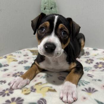 Terrier Dogs Available for Adoption - Monica | PetCurious