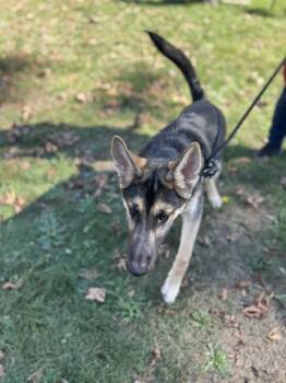Rojo -  German Shepherd Dog Dog for Adoption in Vancouver, Washington - Rojo | PetCurious