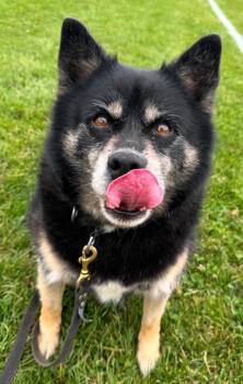 Kody Biscotti -  Pomsky Dog for Adoption in Pointe-claire, Quebec - Kody Biscotti | PetCurious