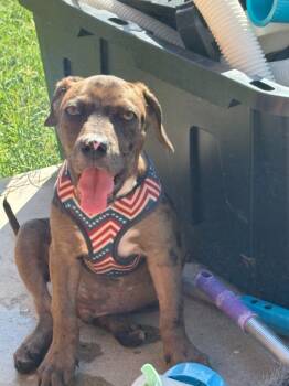 Rescue Catahoula Leopard Dog and Mixed Breed Dogs for Adoption in Junction, Texas - Rocky | PetCurious