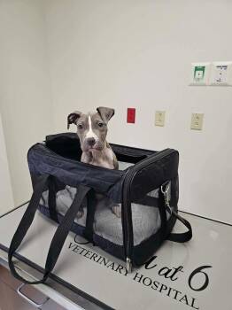 Blue Lacy and American Staffordshire Terrier Dogs Available for Adoption in Saugus, Massachusetts - Tokyo | PetCurious