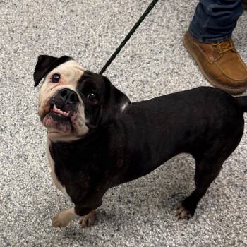 Bridgett -  English Bulldog and Boston Terrier Dog for Adoption in Birmingham, Alabama - Bridgett | PetCurious